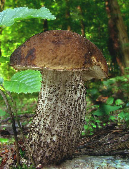 kozák hrabový Leccinum pseudoscabrum (Kallenb.) Šutara