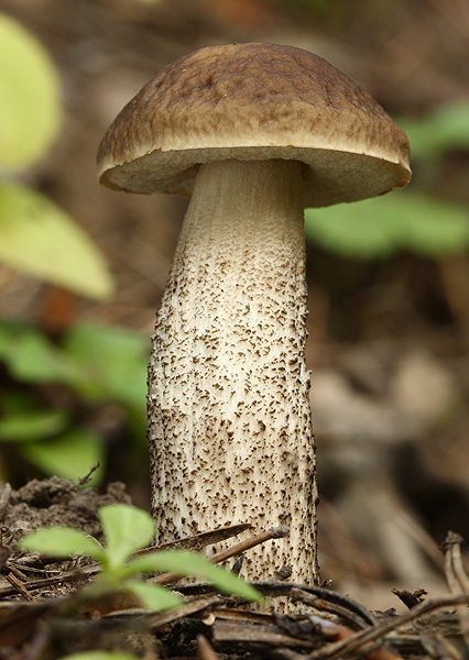 kozák hrabový Leccinum pseudoscabrum (Kallenb.) Šutara