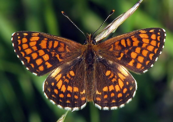 hnedáčik  Melitaea sp.