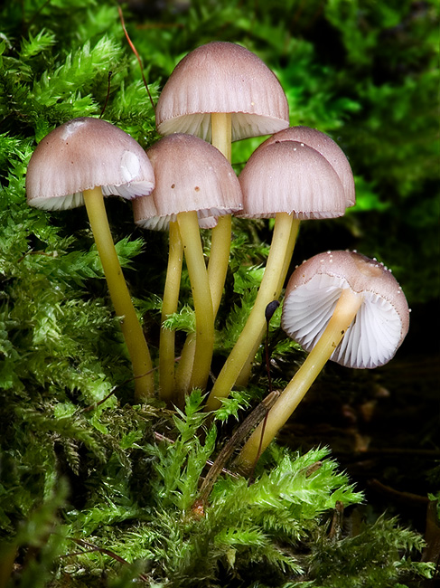 prilbička žltohlúbiková Mycena renati Quél.