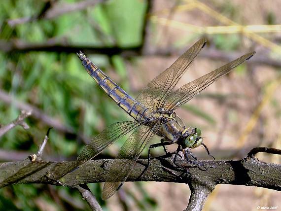 vážka rybničná Orthetrum cancellatum Linnaeus, 1758