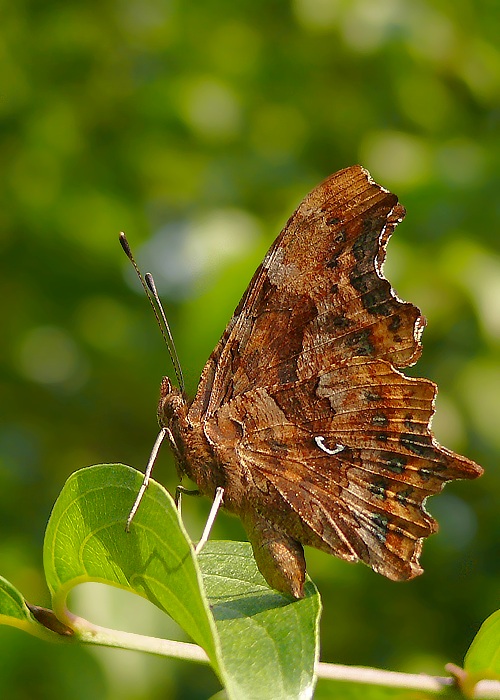 babočka zubatokrídla Polygonia c-album