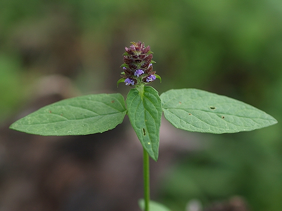 čiernohlávok obyčajný Prunella vulgaris L.