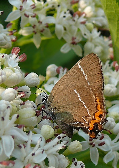 ostrôžkár brestový Satyrium w-album