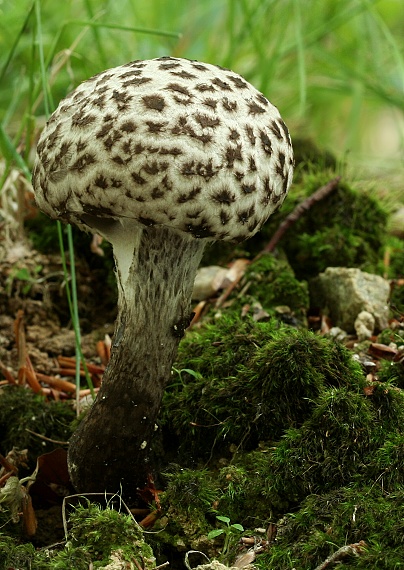 šiškovec šupinatý Strobilomyces strobilaceus (Scop.) Berk.