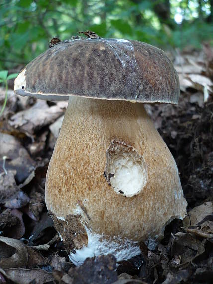 hríb bronzový  Boletus aereus Bull. ex Fr.