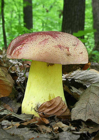 hríb kráľovský Butyriboletus regius (Krombh.) D. Arora & J.L. Frank