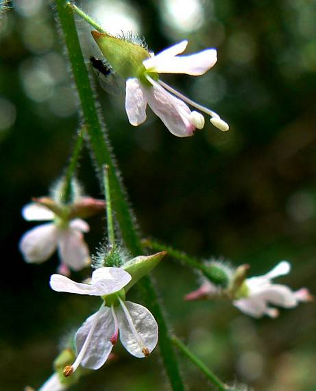 čarovník obyčajný Circaea lutetiana L.