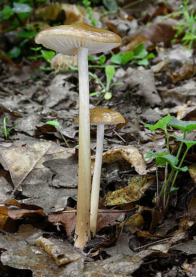 sliznačka koreňujúca Hymenopellis radicata (Relhan) R.H. Petersen