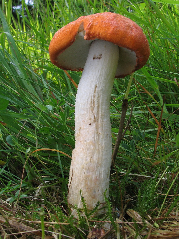 kozák osikový Leccinum albostipitatum den Bakker & Noordel.