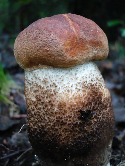 kozák dubový  Leccinum aurantiacum (Bull.) Gray