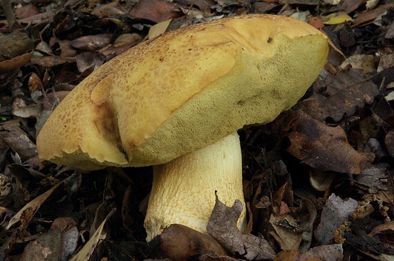 kozák Leccinum lepidum (H. Bouchet ex Essette) Bresinsky & Manfr. Binder