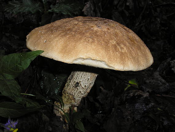 kozák Leccinum sp.