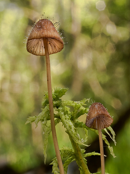 prilbička Mycena sp.