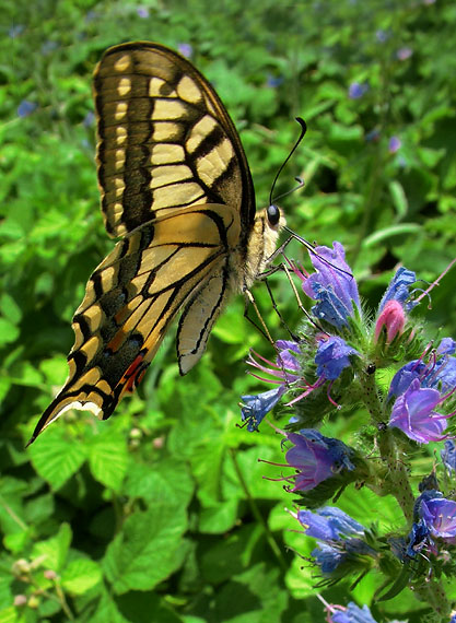 vidlochvost feniklový Papilio machaon