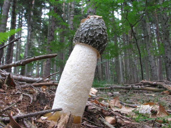 hadovka smradľavá Phallus impudicus L.