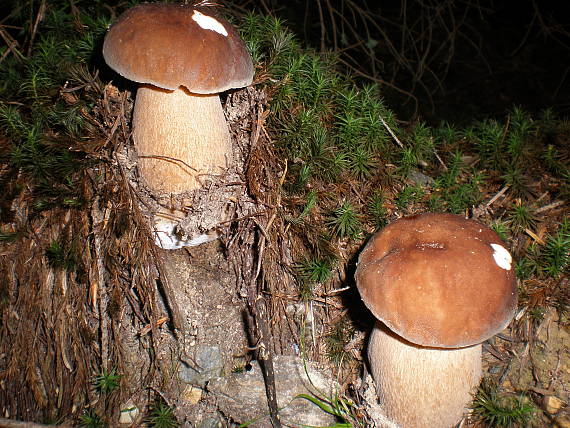 hríb dubový Boletus reticulatus Schaeff.