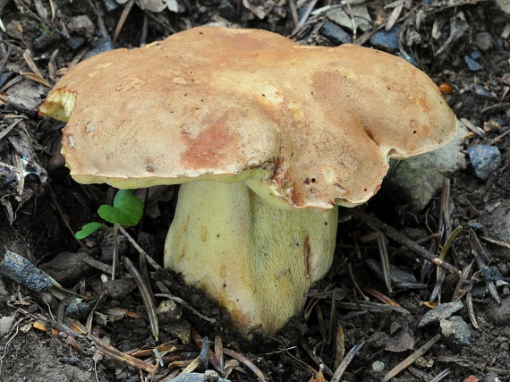 hríb horský Butyriboletus subappendiculatus (Dermek, Lazebn. & J. Veselský) D. Arora & J.L. Frank