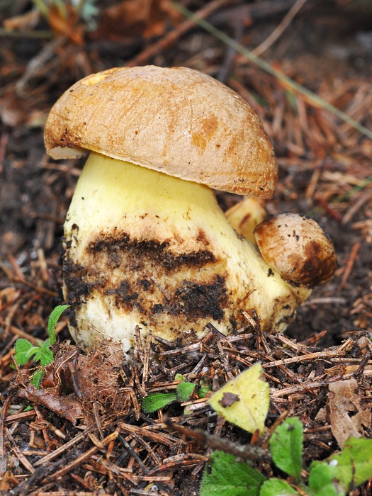 hríb horský Butyriboletus subappendiculatus (Dermek, Lazebn. & J. Veselský) D. Arora & J.L. Frank