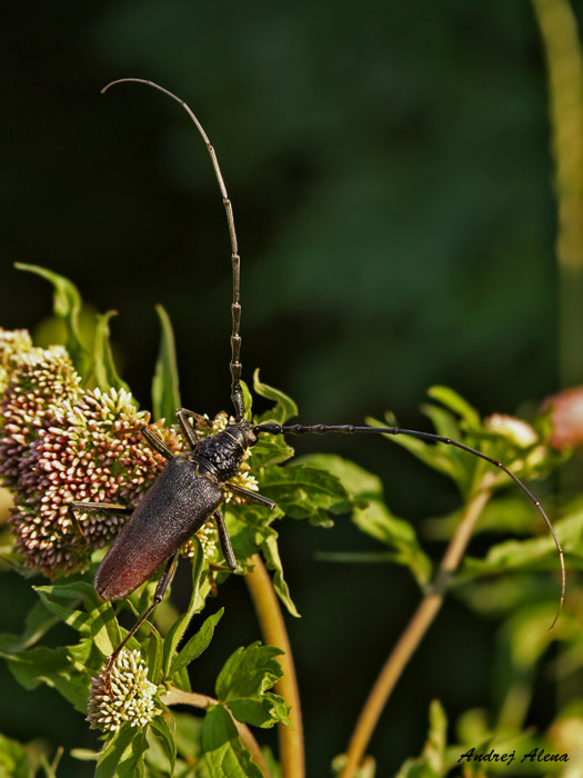 fuzáč veľký Cerambyx cerdo