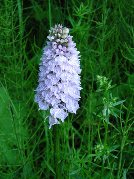 vstavačovec Dactylorhiza sp.