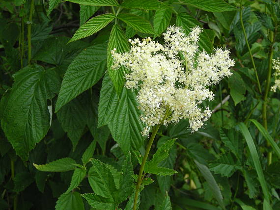 tužobník brestový Filipendula ulmaria L.