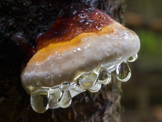 práchnovček pásikavý Fomitopsis pinicola (Sw.) P. Karst.