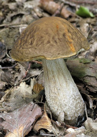 kozák hrabový Leccinum pseudoscabrum (Kallenb.) Šutara