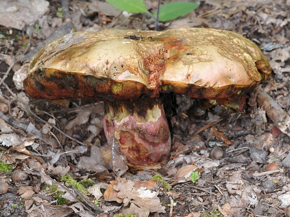 hríb purpurový Rubroboletus rhodoxanthus Kuan Zhao &amp; Zhu L. Yang