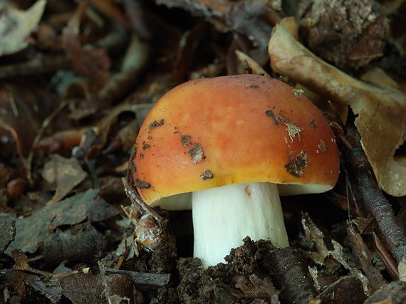 plávka zlatožltá Russula aurea Pers.