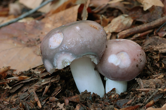 plávka modrastá Russula cyanoxantha (Schaeff.) Fr.