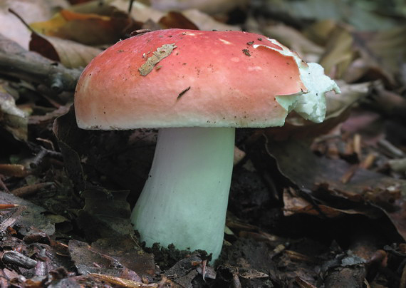 plávka úhľadná Russula rosea Pers.