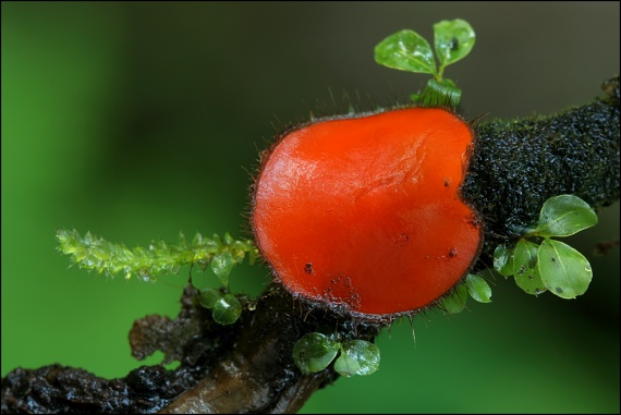 šťítovnička Scutellinia sp.