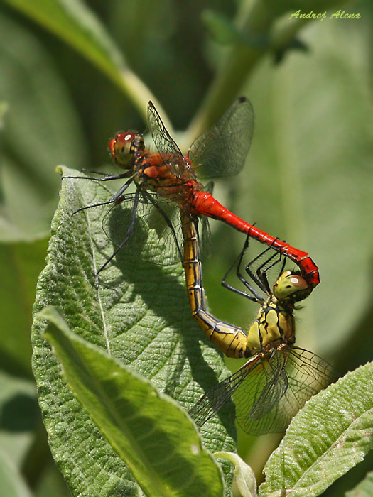 vážka červená Sympetrum sanguineum