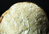 bielohľuzovka obyčajná - rez plodnicou
