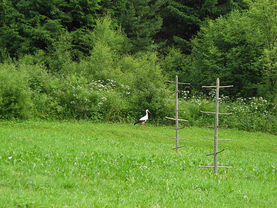 bocian a ostrvy