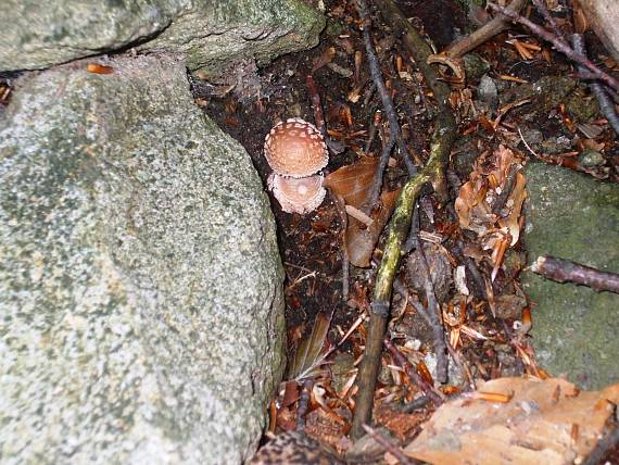 muchotrávka červenkastá Amanita rubescens Pers.