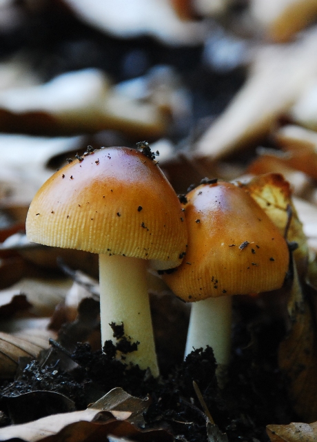 muchotrávka Amanita sp.