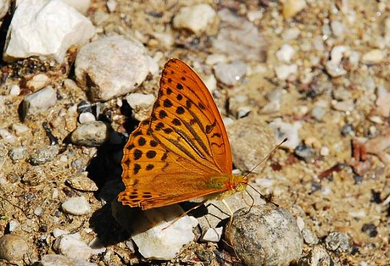 perlovec striebristopásavý  Argynnis paphia