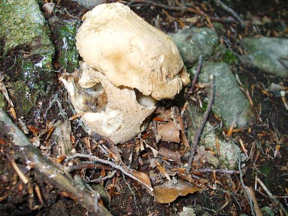 hríb dubový Boletus reticulatus Schaeff.