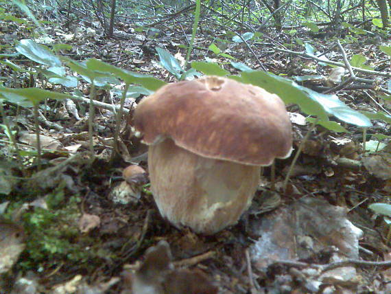 hríb dubový Boletus reticulatus Schaeff.