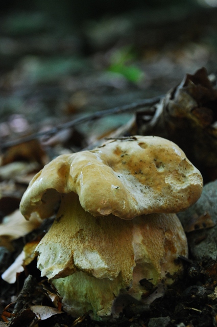 hríb dubový Boletus reticulatus Schaeff.