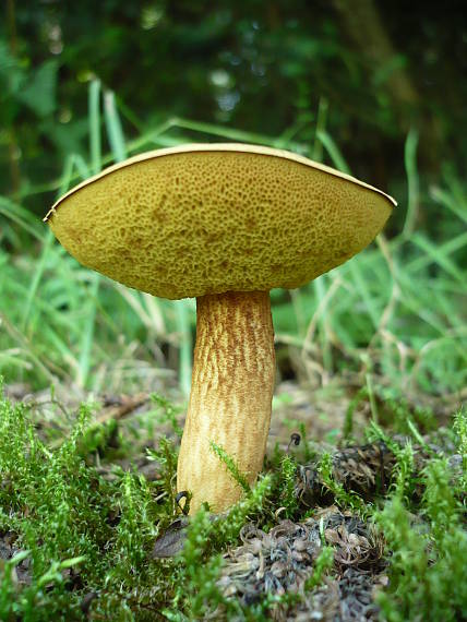 suchohríb plstnatý  Boletus subtomentosus L.