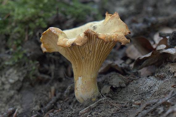 kuriatko jedlé Cantharellus cibarius Fr.