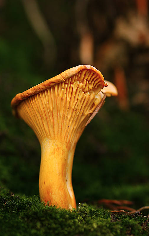 kuriatko Cantharellus sp.