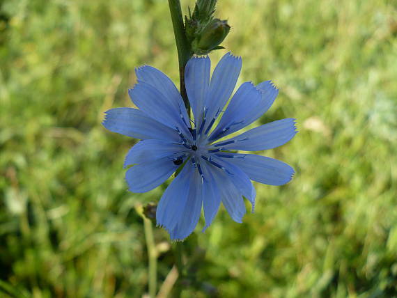 čakanka obyčajná Cichorium intybus L.