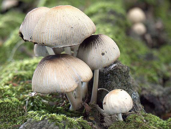 hnojník ligotavý ? Coprinellus micaceus ?