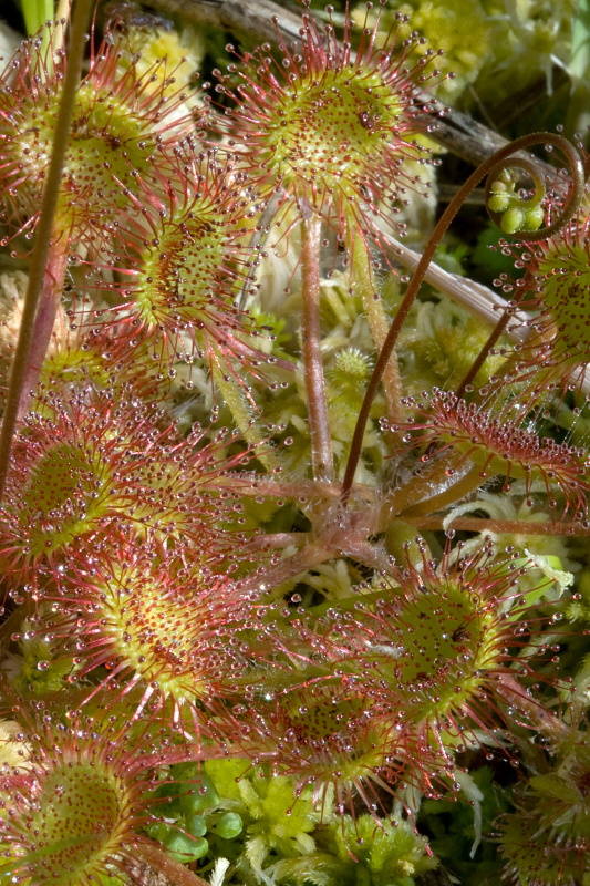 rosička okrúhlolistá Drosera rotundifolia L.