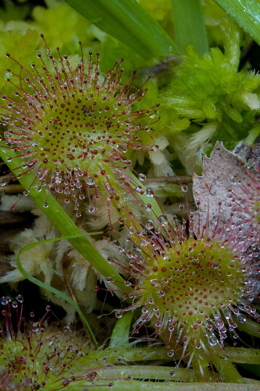 rosička okrúhlolistá Drosera rotundifolia L.