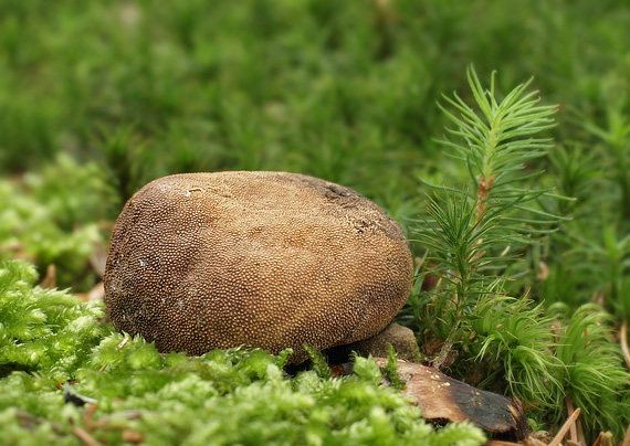 srnka  Elaphomyces sp.